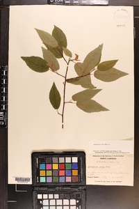 Amelanchier laevis image