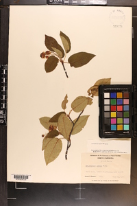 Amelanchier laevis image