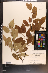 Amelanchier laevis image