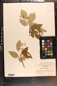 Amelanchier laevis image