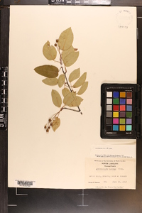 Amelanchier laevis image