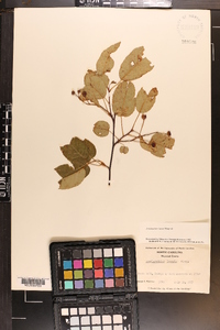 Amelanchier laevis image