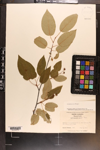 Amelanchier laevis image