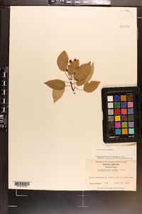 Amelanchier laevis image