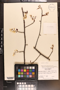 Amelanchier laevis image