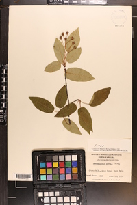 Amelanchier laevis image