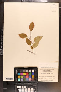 Amelanchier laevis image