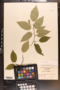 Amelanchier laevis image