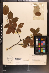 Amelanchier laevis image