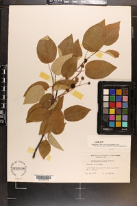 Amelanchier laevis image