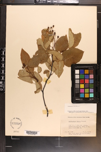 Amelanchier laevis image