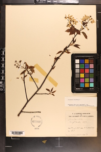 Amelanchier laevis image