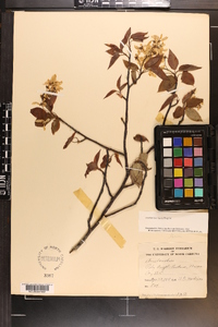 Amelanchier laevis image