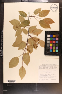 Amelanchier laevis image