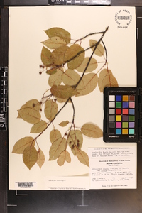 Amelanchier laevis image