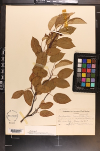 Amelanchier laevis image