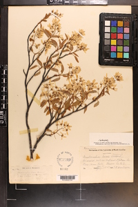 Amelanchier laevis image