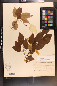 Amelanchier laevis image