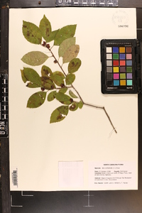 Ilex ambigua image