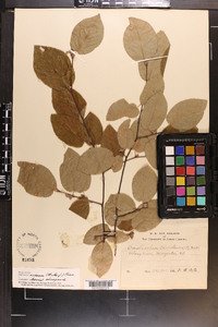 Amelanchier canadensis image