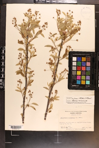 Amelanchier canadensis image