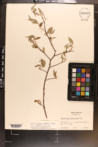 Amelanchier humilis image