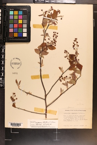 Amelanchier canadensis image