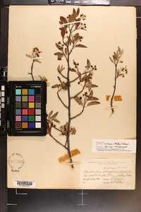 Amelanchier canadensis image