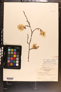 Amelanchier canadensis image