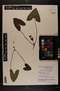 Hexastylis arifolia image