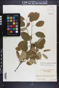 Amelanchier arborea var. austromontana image