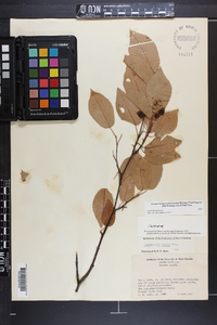 Amelanchier laevis image