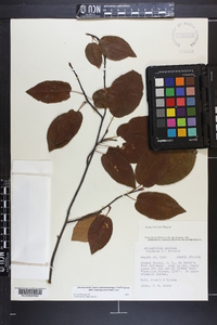 Amelanchier laevis image