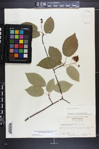 Amelanchier laevis image