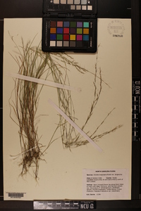 Aristida longespica image