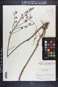 Amelanchier canadensis image