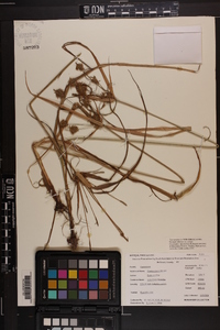 Cyperus lancastriensis image