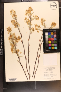 Amelanchier spicata image