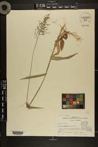 Dichanthelium polyanthes image