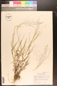 Digitaria cognata image