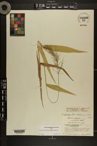 Dichanthelium polyanthes image