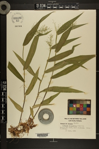 Dichanthelium polyanthes image