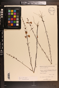 Agalinis harperi image