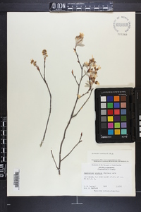 Amelanchier canadensis image