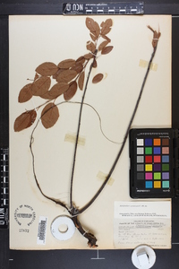 Amelanchier canadensis image