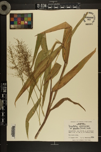 Dichanthelium polyanthes image