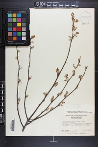 Amelanchier canadensis image