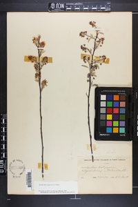 Amelanchier canadensis image