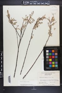 Amelanchier canadensis image