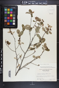 Amelanchier canadensis image